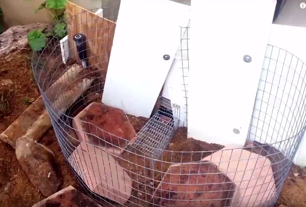 How to get Skunk out from Under a Shed or Porch